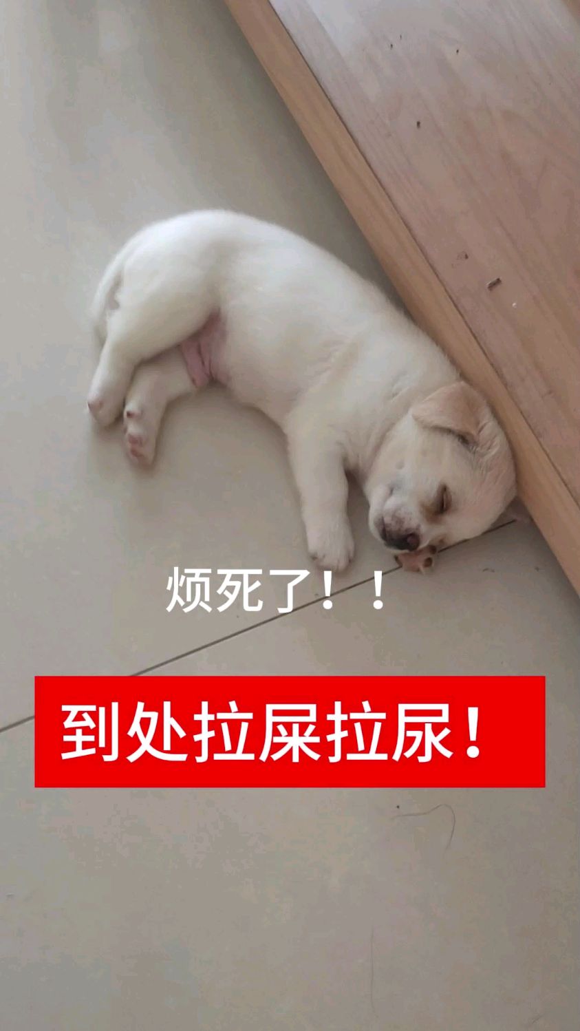 到处拉屎拉尿怎么办?