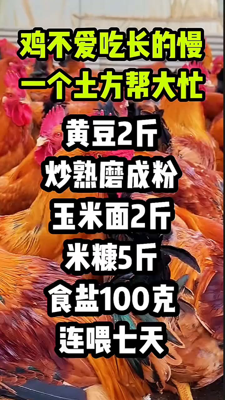 鸡不爱吃怎么办呢