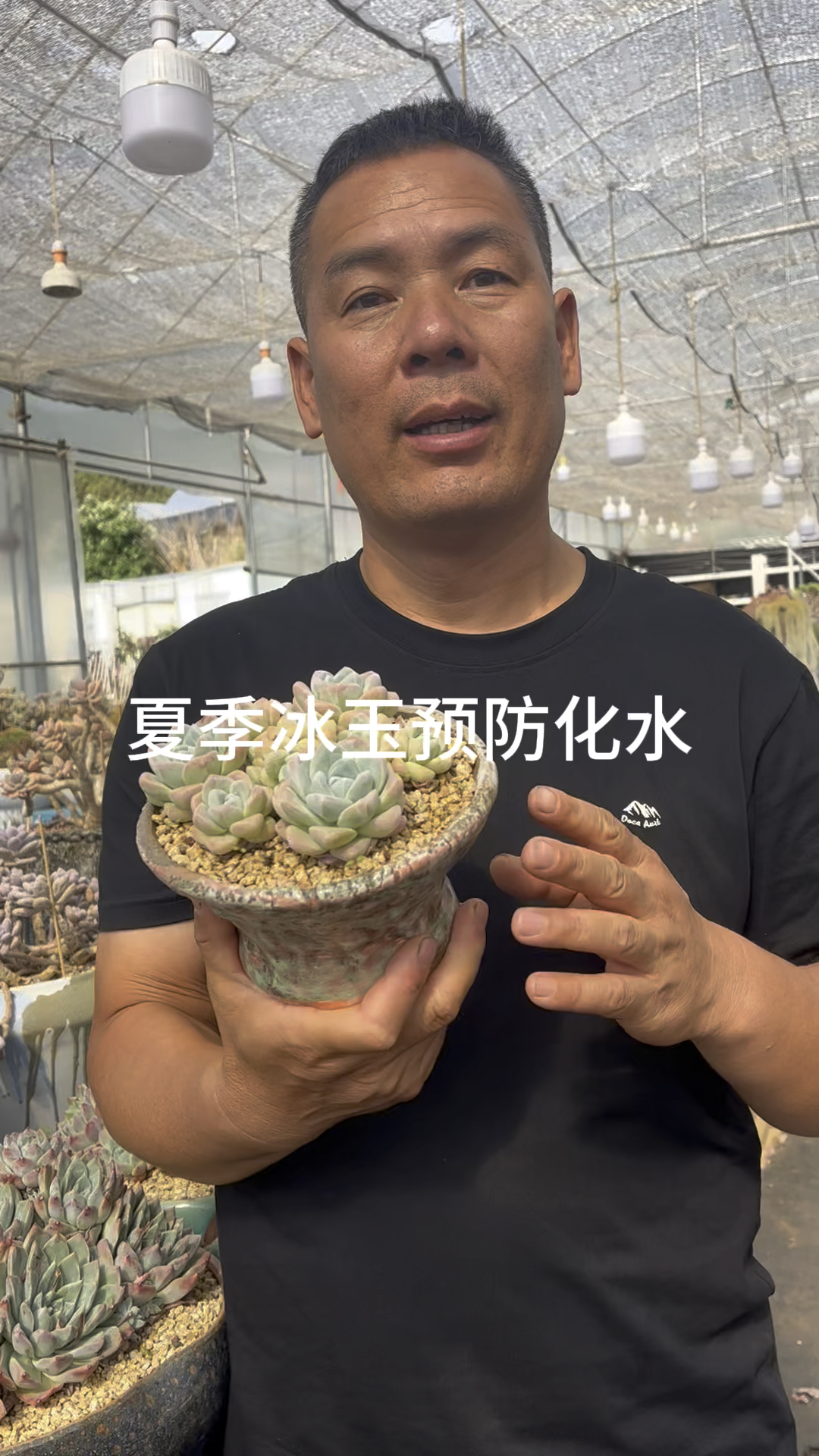 多肉植物冰玉夏季预防化水