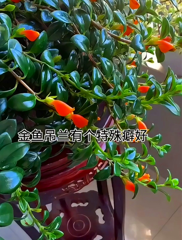 金鱼花又叫金鱼吊兰,记住这三个养护细节,金鱼挂满枝头!