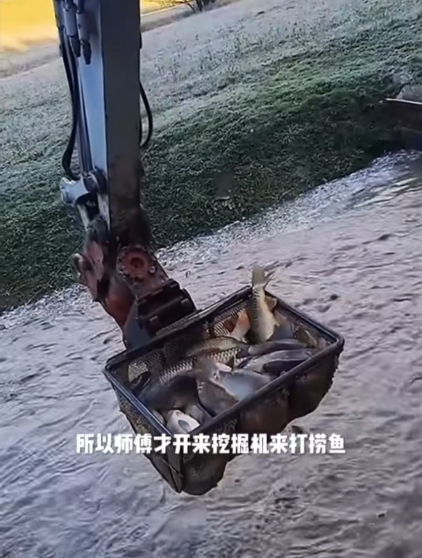师傅开来挖掘机铲鱼,一铲就是一大兜