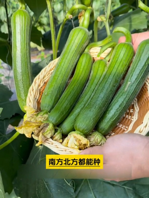 挂藤上两个月也鲜嫩,随便一长就是一大片,就是这个肉丝瓜
