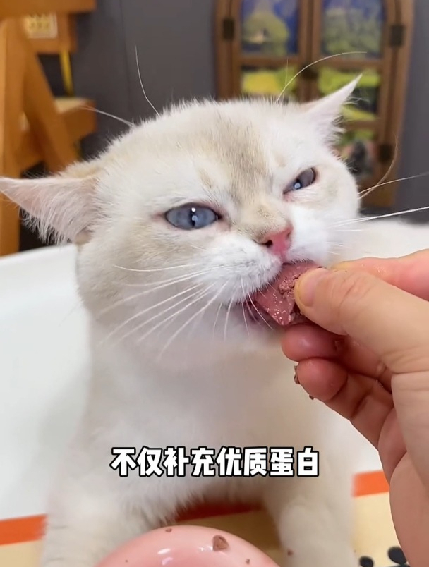 猫咪夏天都喜欢吃的鸡心,对猫咪眼睛很好,含有多种微量元素
