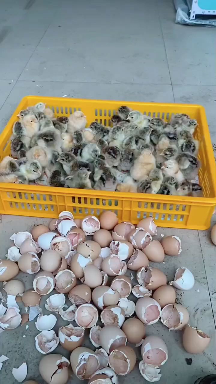 刚出壳小鸡怎么喂