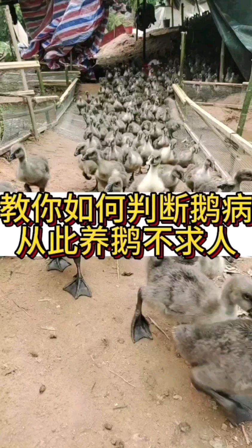 教你如何判断鹅病从此养鹅不求人