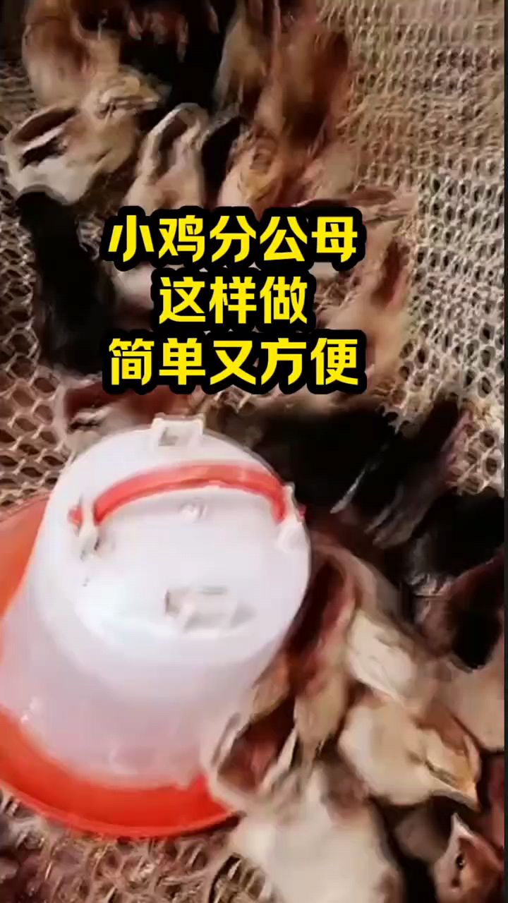 小鸡怎么分公母啊