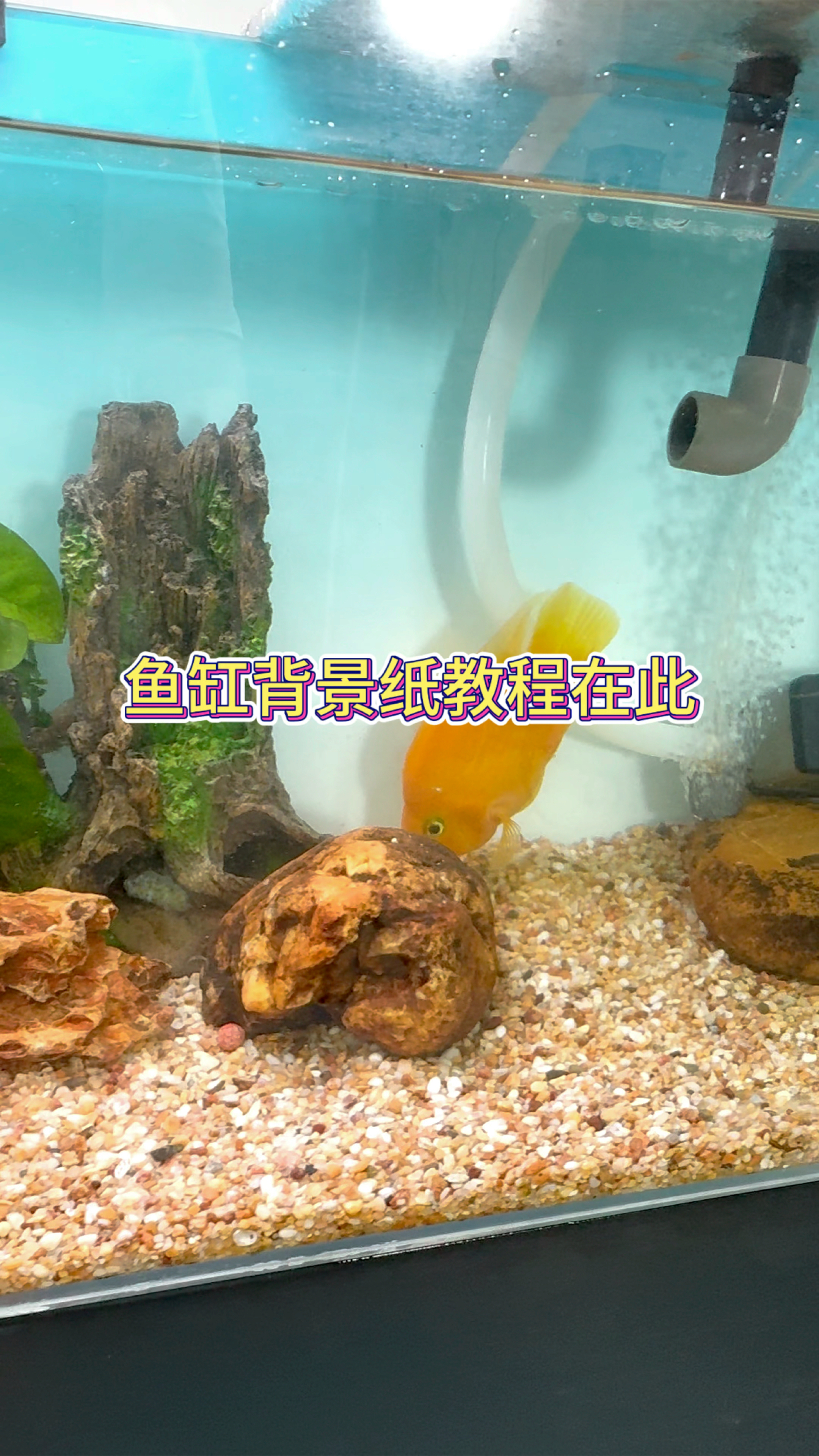 鱼缸背景纸教程在此。#水族 #养鱼养心 #观赏鱼