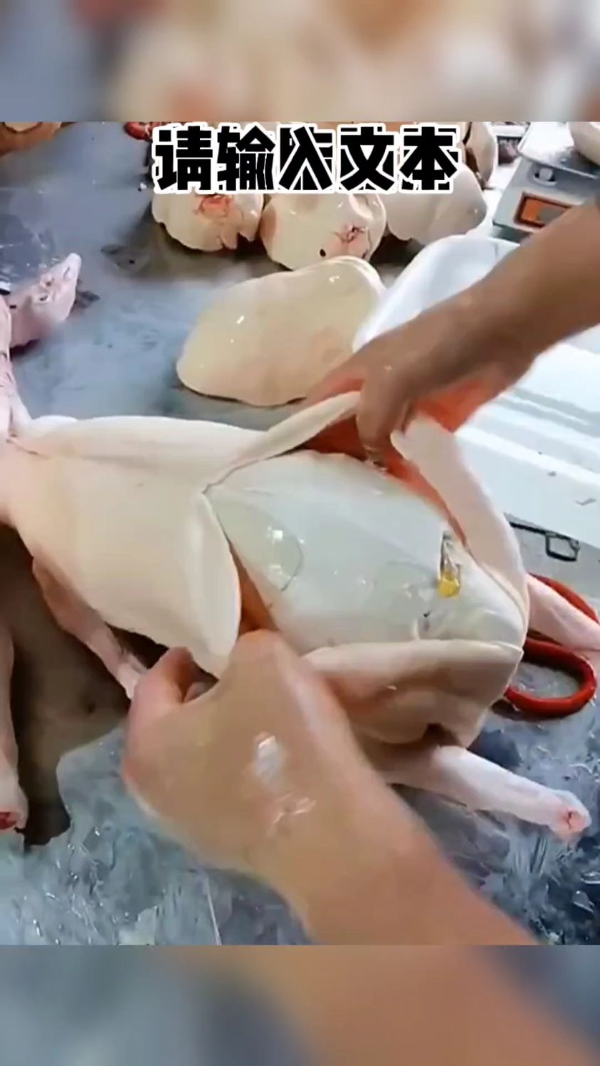 这么大的鹅就要个鹅肝,这鹅咋满肚子都是呢?脂肪肝?
