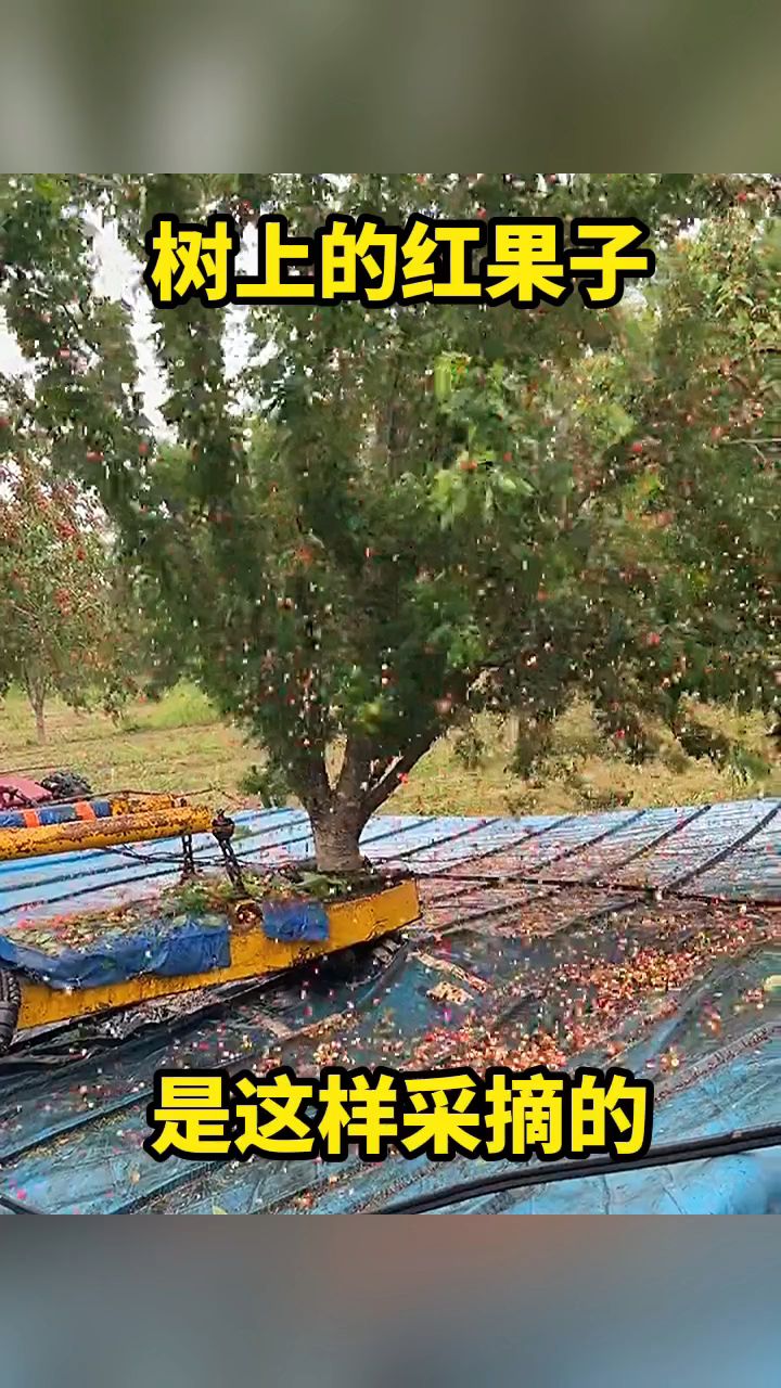 树上的红果子,原来是这样采摘的!