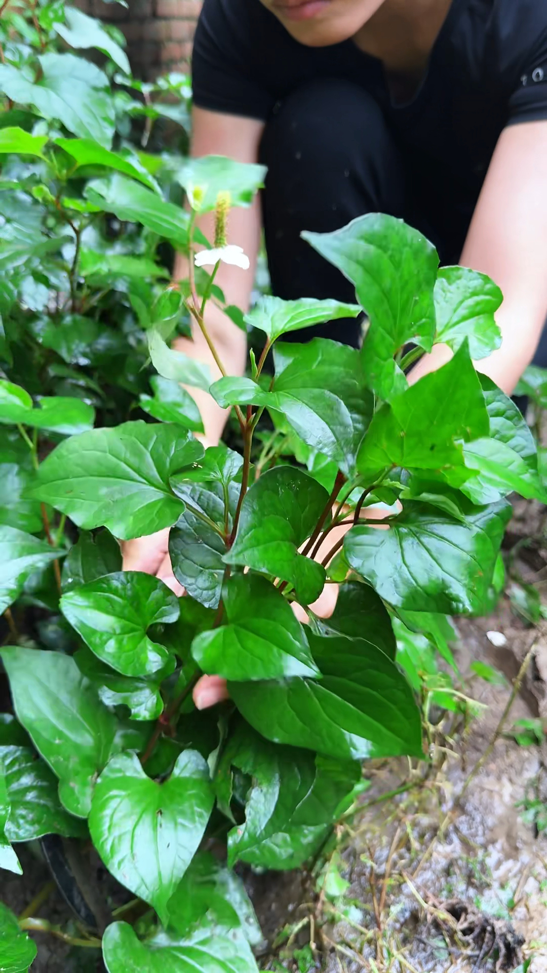 蕺菜,被一些人认为很难闻的一种蔬菜,喜欢它的人爱不释手