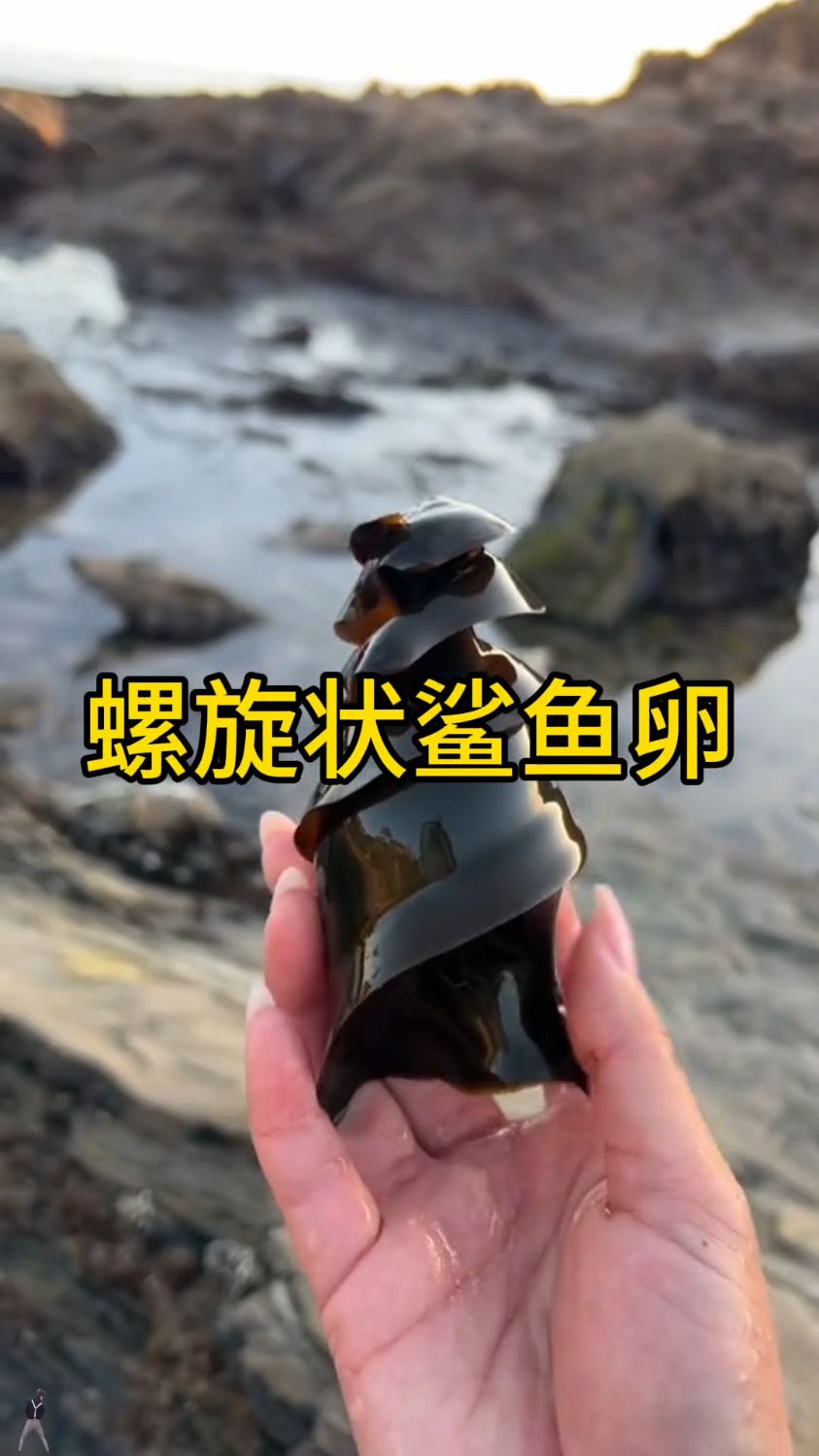 鲨鱼卵的世界真奇妙,形状功能都不一样,但要的结果却一模一样