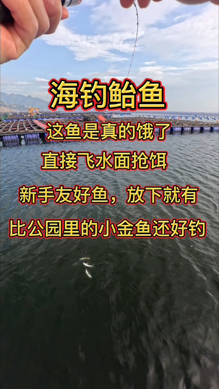 海钓鲐鱼 飞到水面抢饵 比公园里的金鱼还好钓