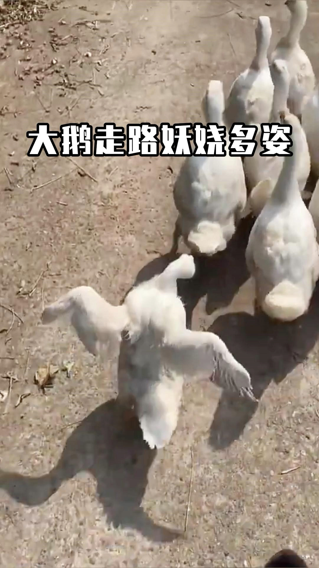 大鹅走路妖娆多姿,实在太搞笑了