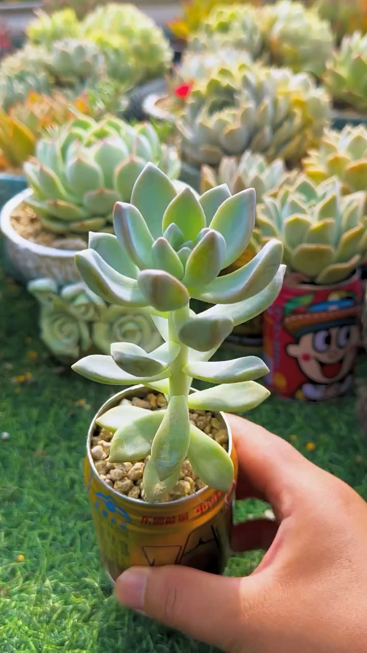 多肉植物养护小常识