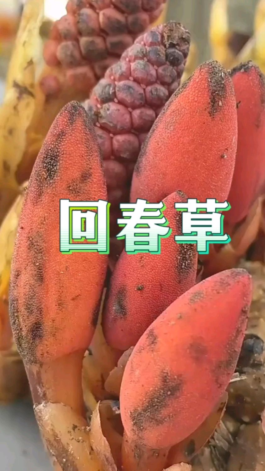 它是回春草 泡茶煲汤都可以