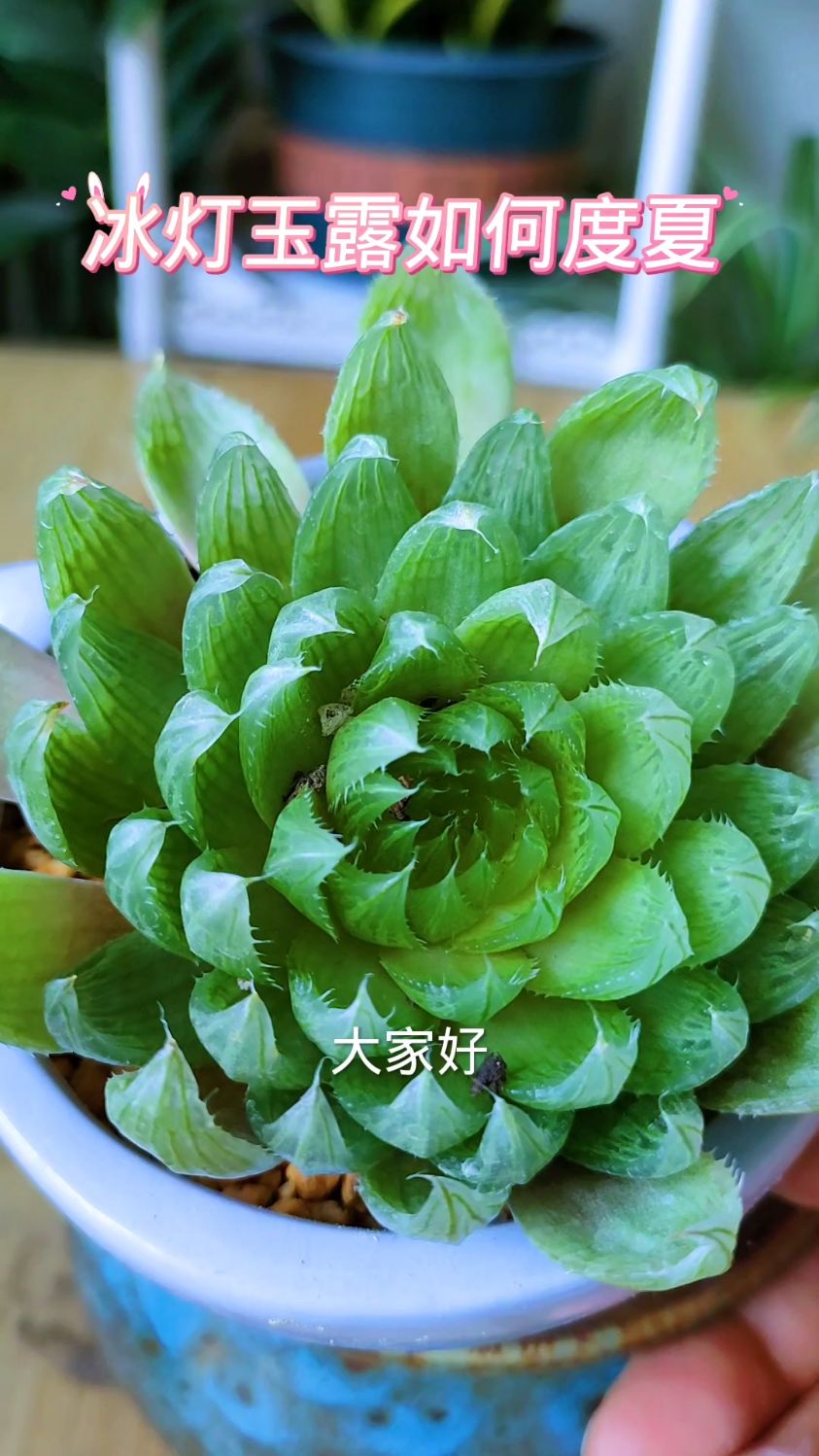 冰灯玉露夏天做好这几个养护要点,长势好安全度夏