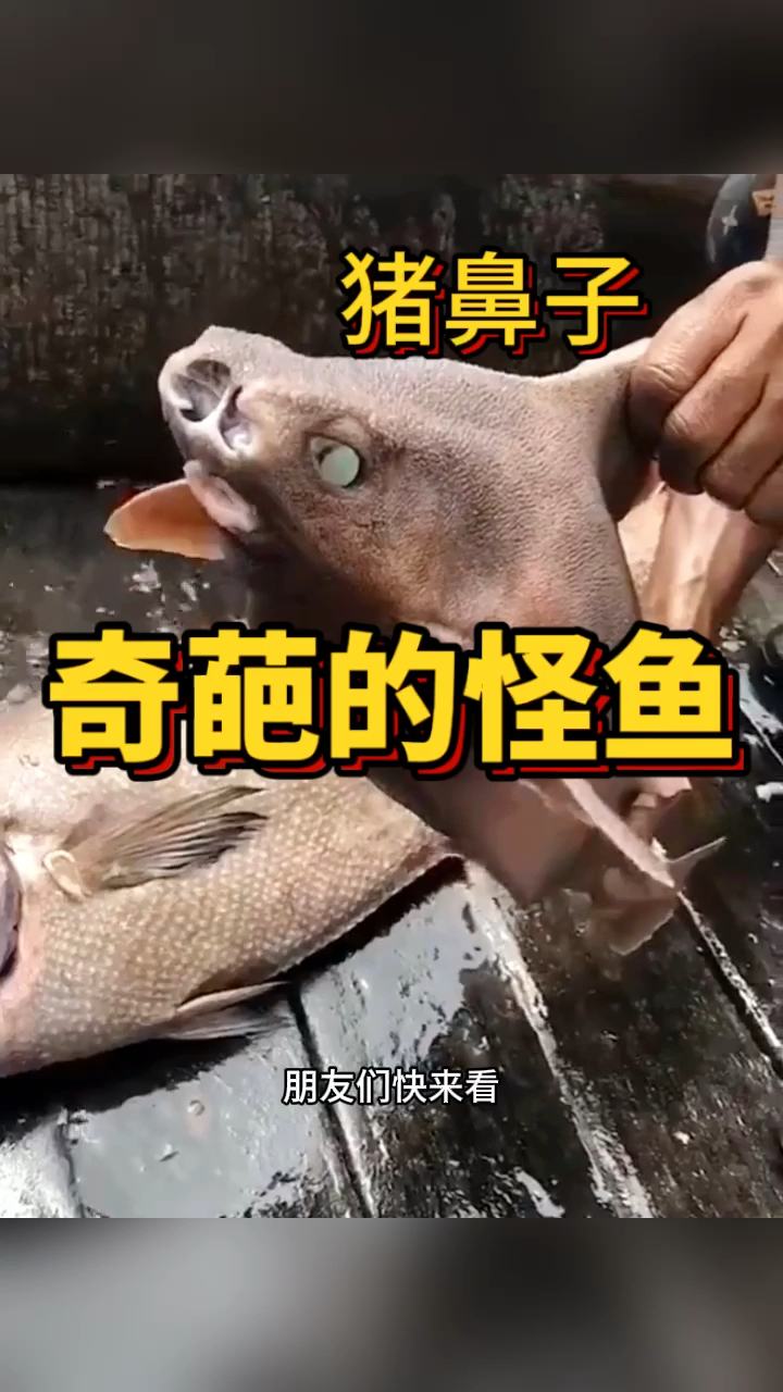 奇葩的品种,长的像猪鼻子