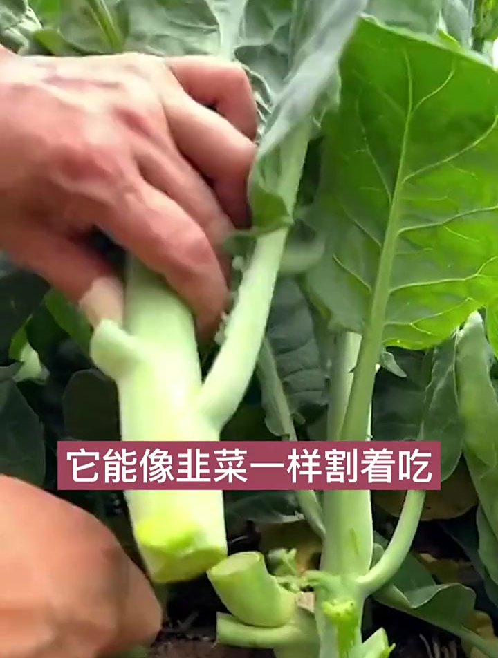 市场少见的蔬菜,长相似鸡腿的芥蓝,种一次全家够吃大半年!