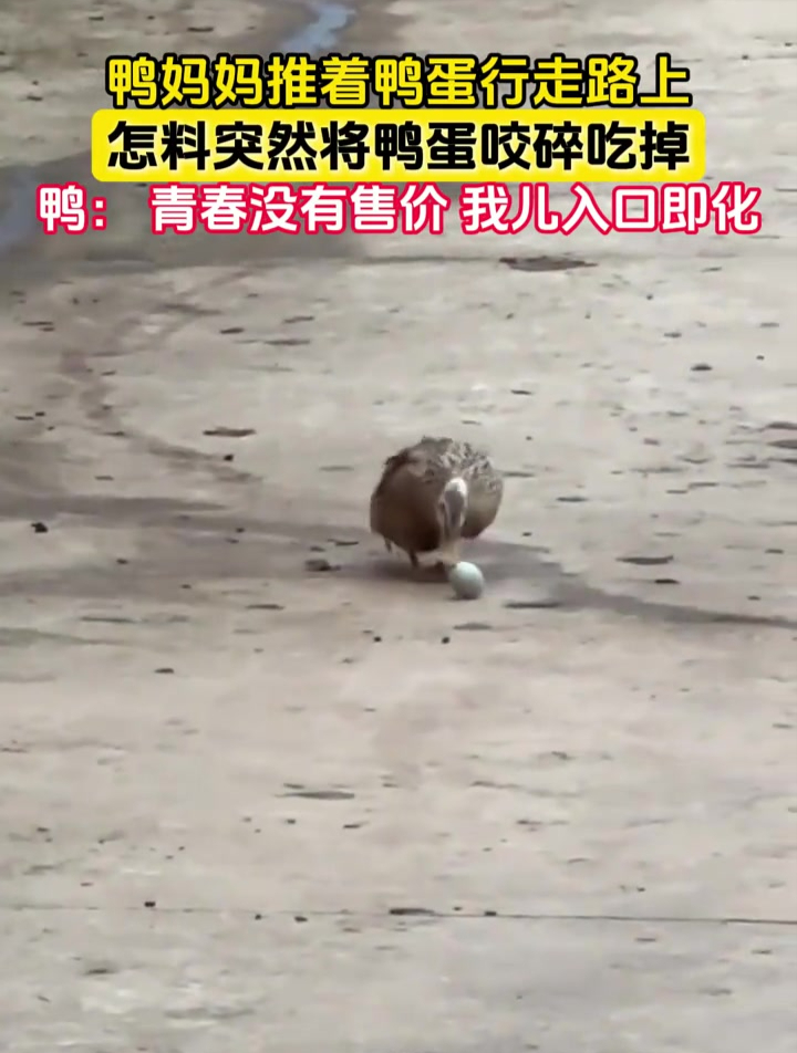 鸭妈妈推着鸭蛋行走路上,怎料突然将鸭蛋咬碎吃掉