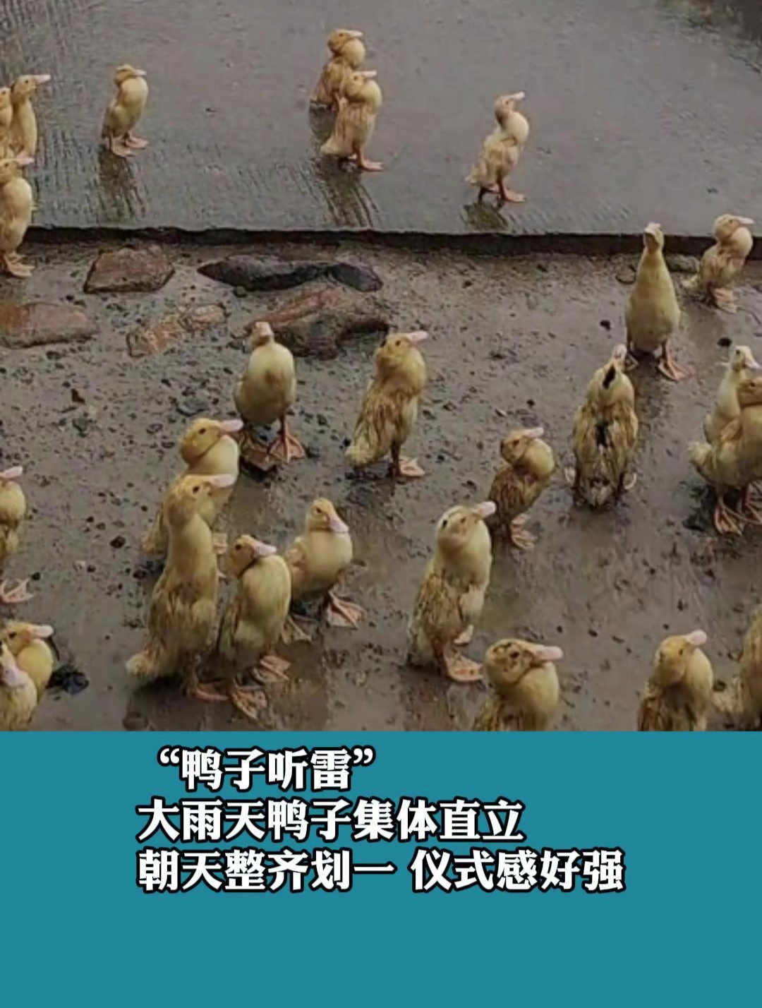 “鸭子听雷”大雨天鸭子集体直立朝天整齐划一 仪式感好强