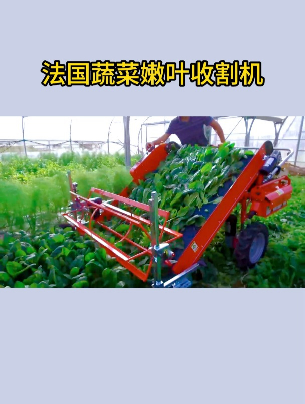 法国蔬菜嫩叶收割机,小巧灵活实用,提高了蔬菜收割效率!