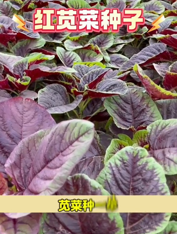 墙角撒点苋菜种子,从夏天一直采收,营养价值胜过小人参!