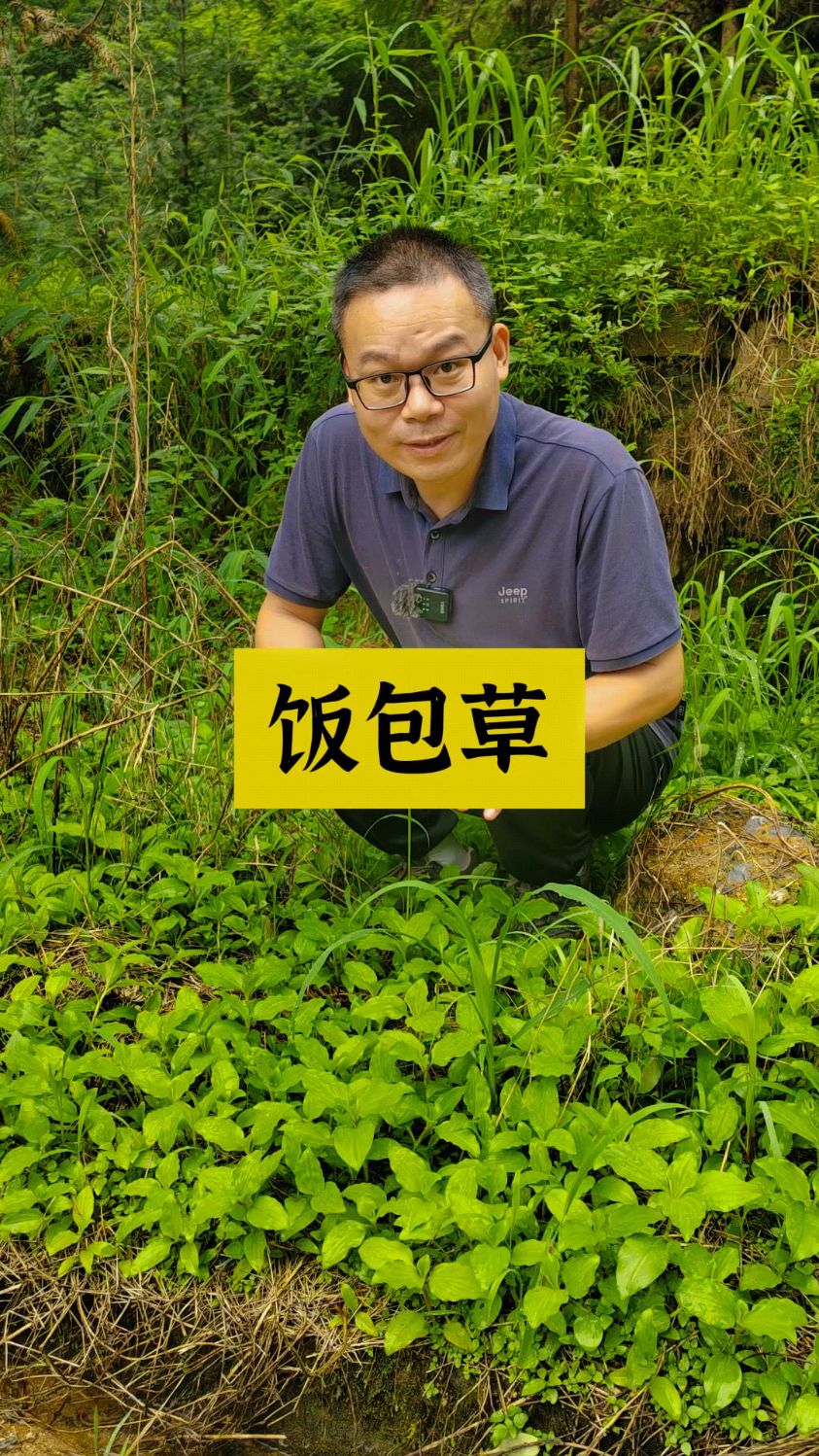 饭包草和鸭跖草的区别