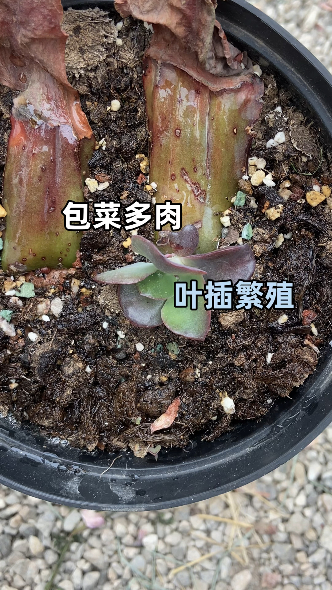 包菜系多肉紫婚纱如何叶插繁殖