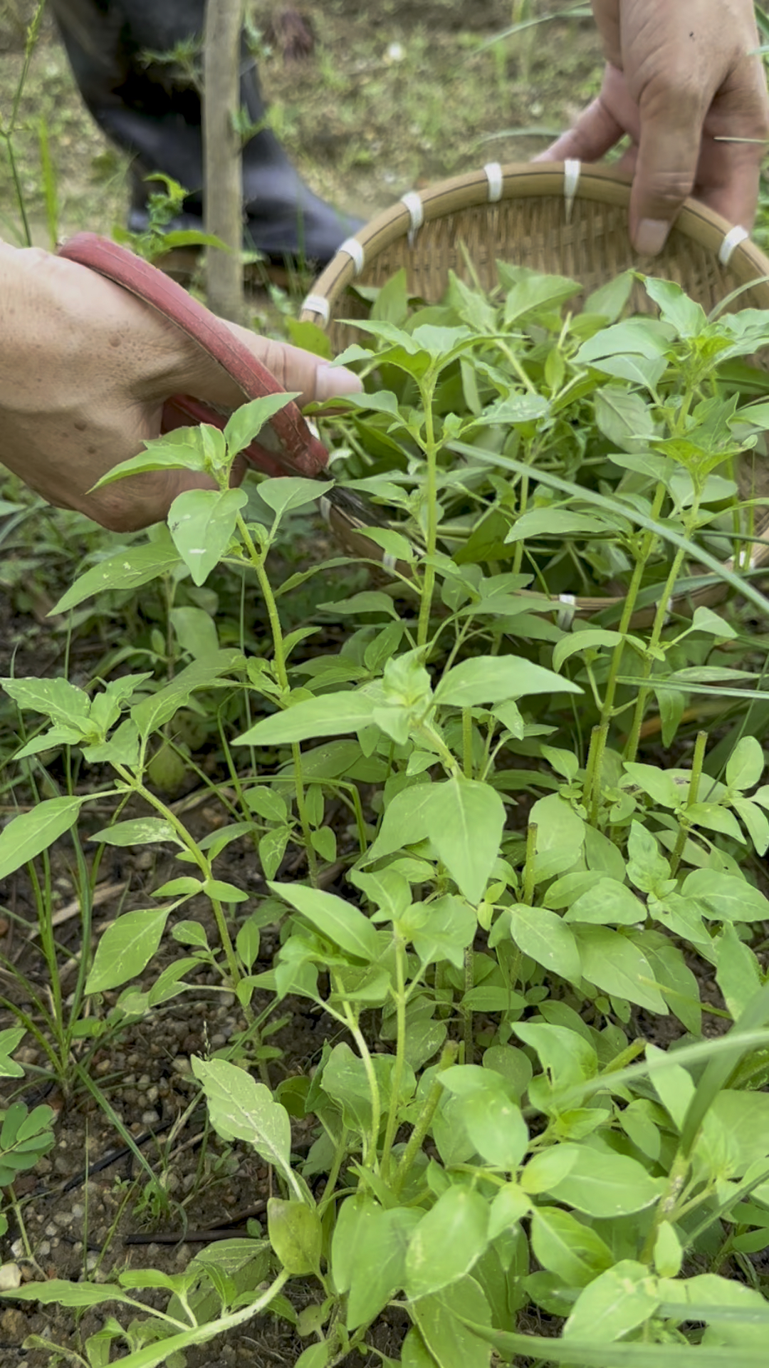河南荆芥和九层塔的区别
