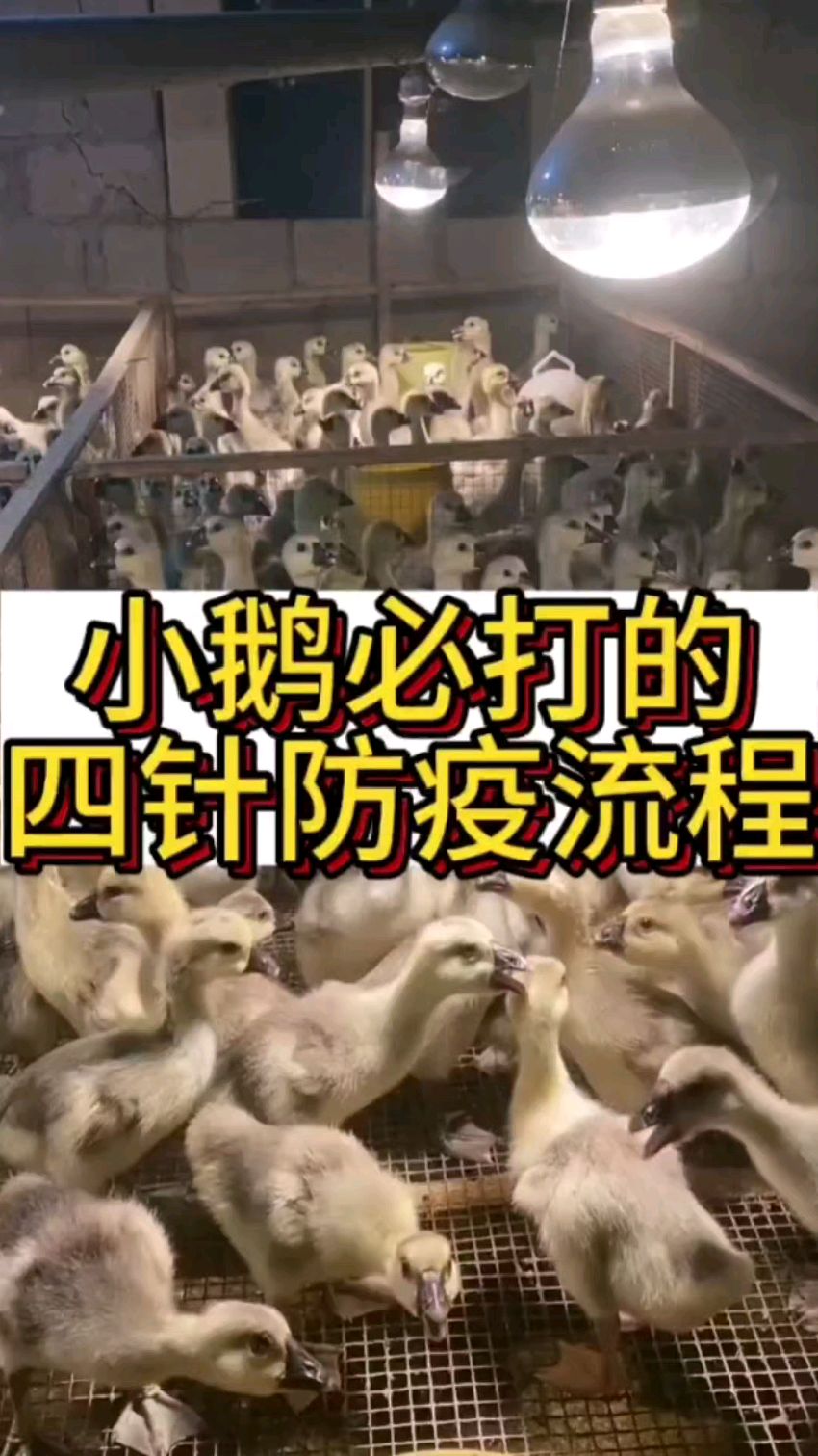 小鹅必打的四针防疫流程
