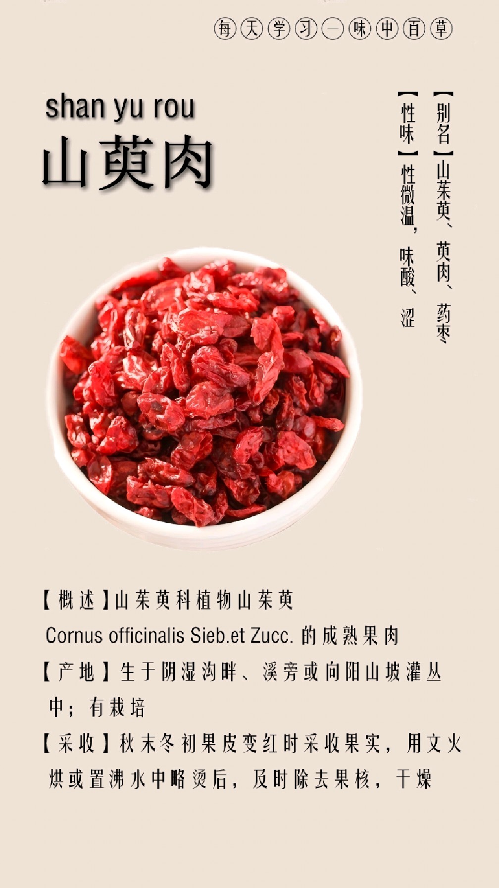 每天认识一味中草药·山萸肉