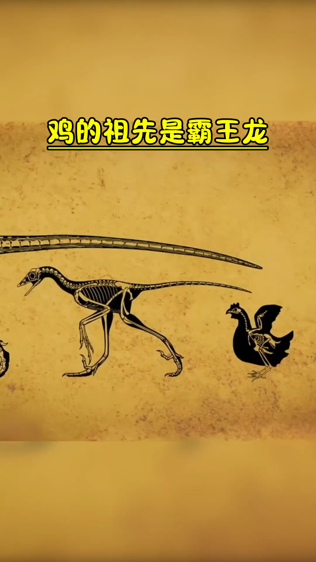 鸡的祖先是霸王龙吗