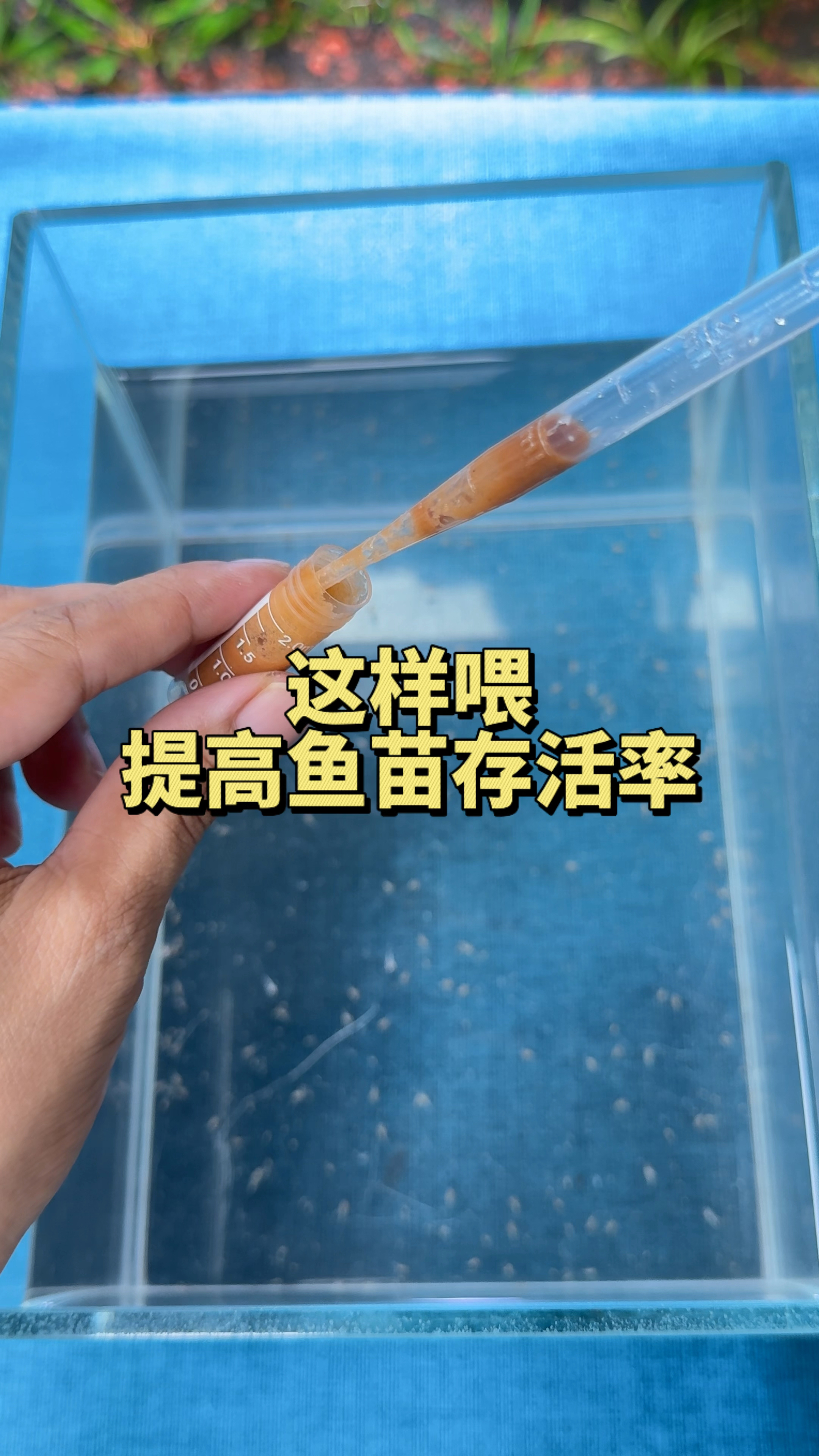 按这个方式喂 提高鱼苗存活率#水族#观赏鱼#养鱼日记 #迷你鹦鹉鱼