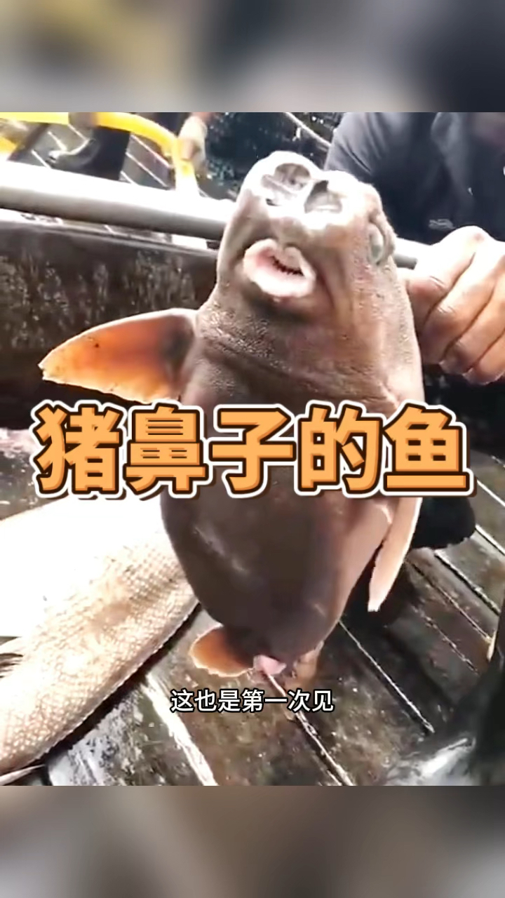 猪鼻子的鱼,太不可思议了