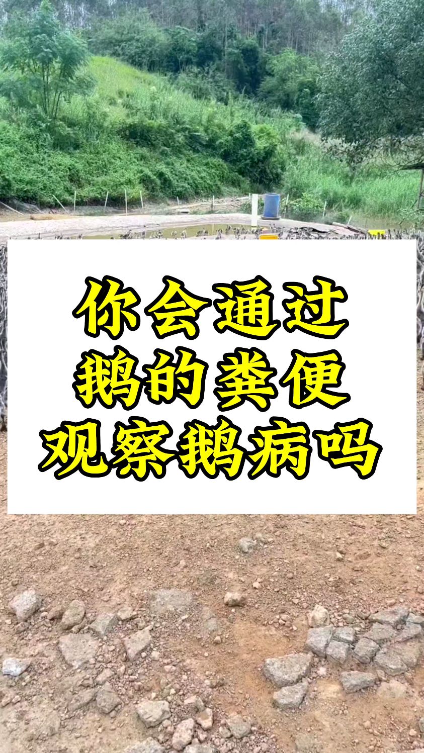 你会通过鹅的粪便观察鹅病吗