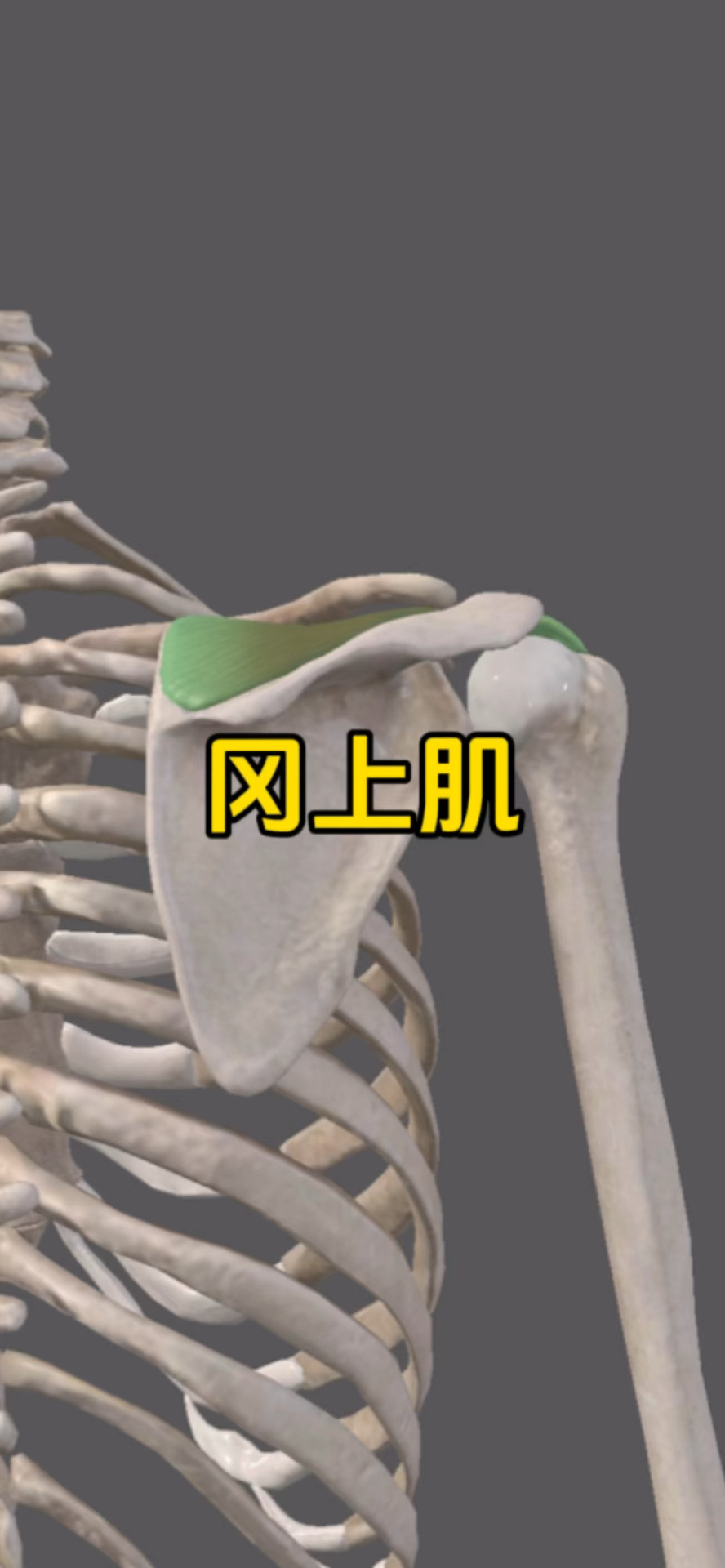 认识伴随整个肩关节外展的冈上肌!