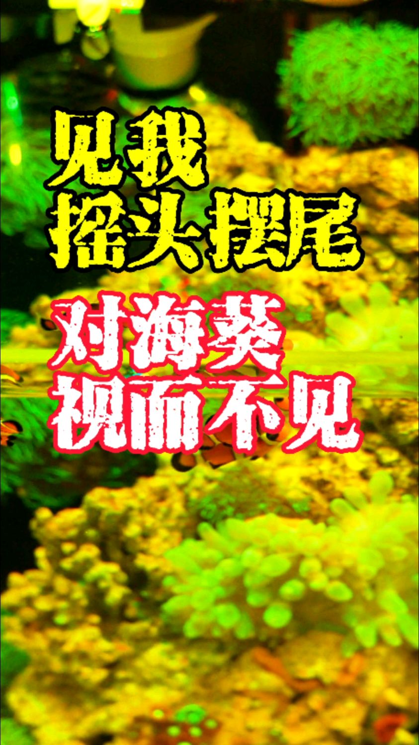 我的小丑鱼见到我就摇头摆尾,可是它们却依然没学会钻海葵,愁人