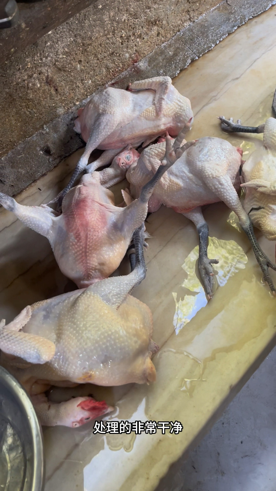 手工宰杀的5年老母鸡华北柴鸡,黄油很多,肉质紧实非常耐炖