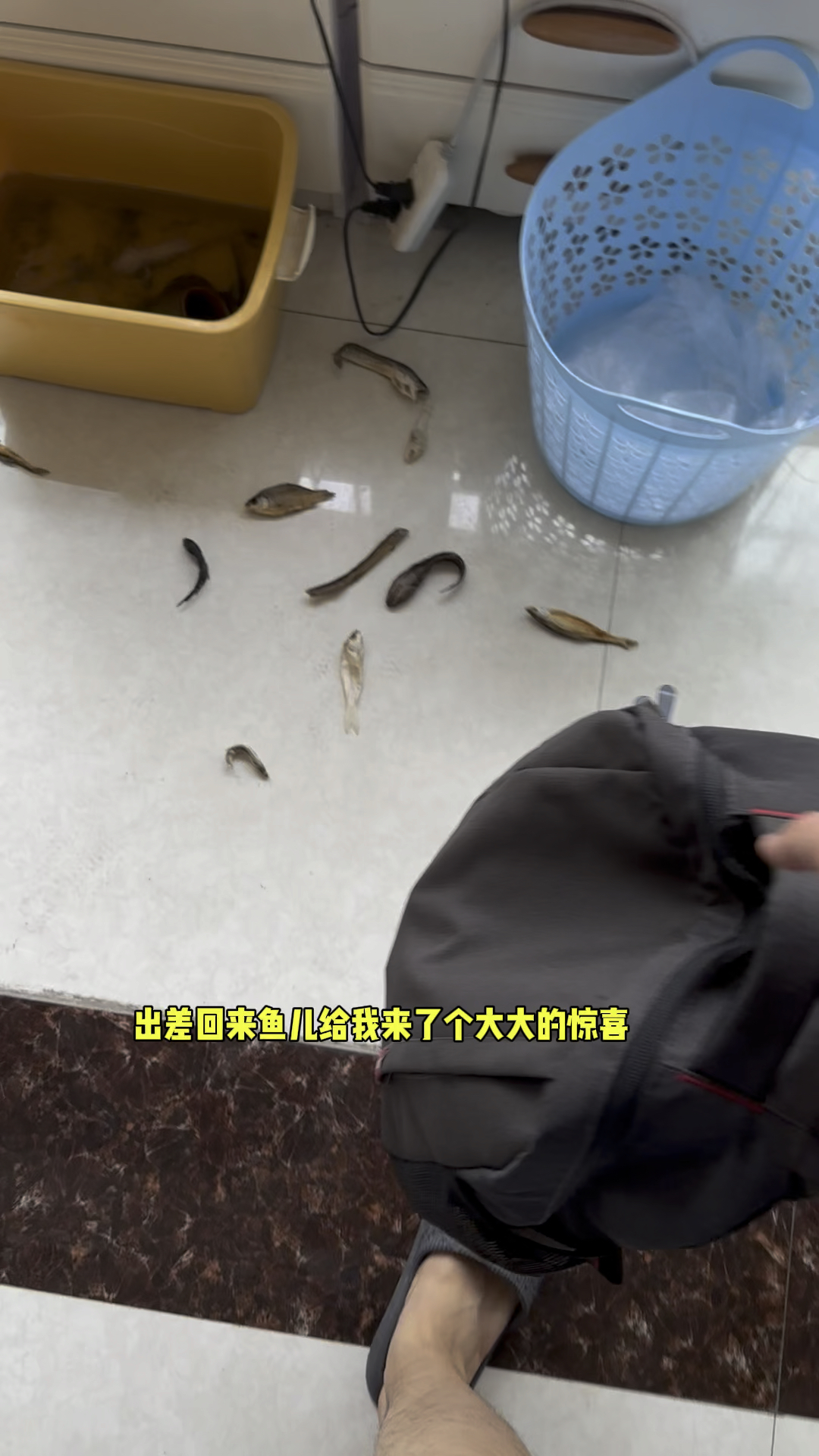 出差回来鱼儿们给我来个大大的惊喜呀