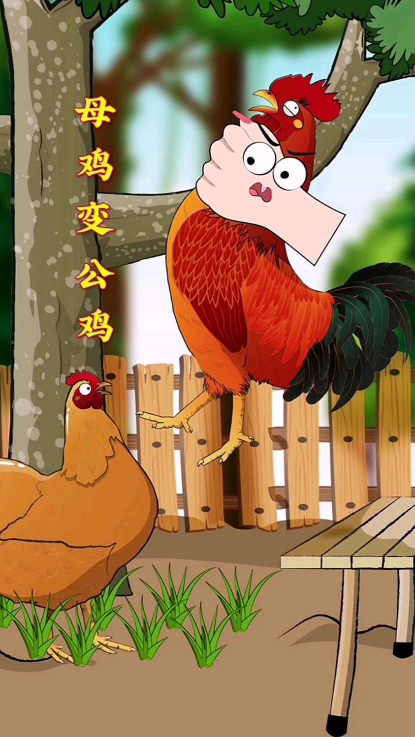鸡群中长时间没有公鸡,母鸡群中就会有变成公鸡的可能性!