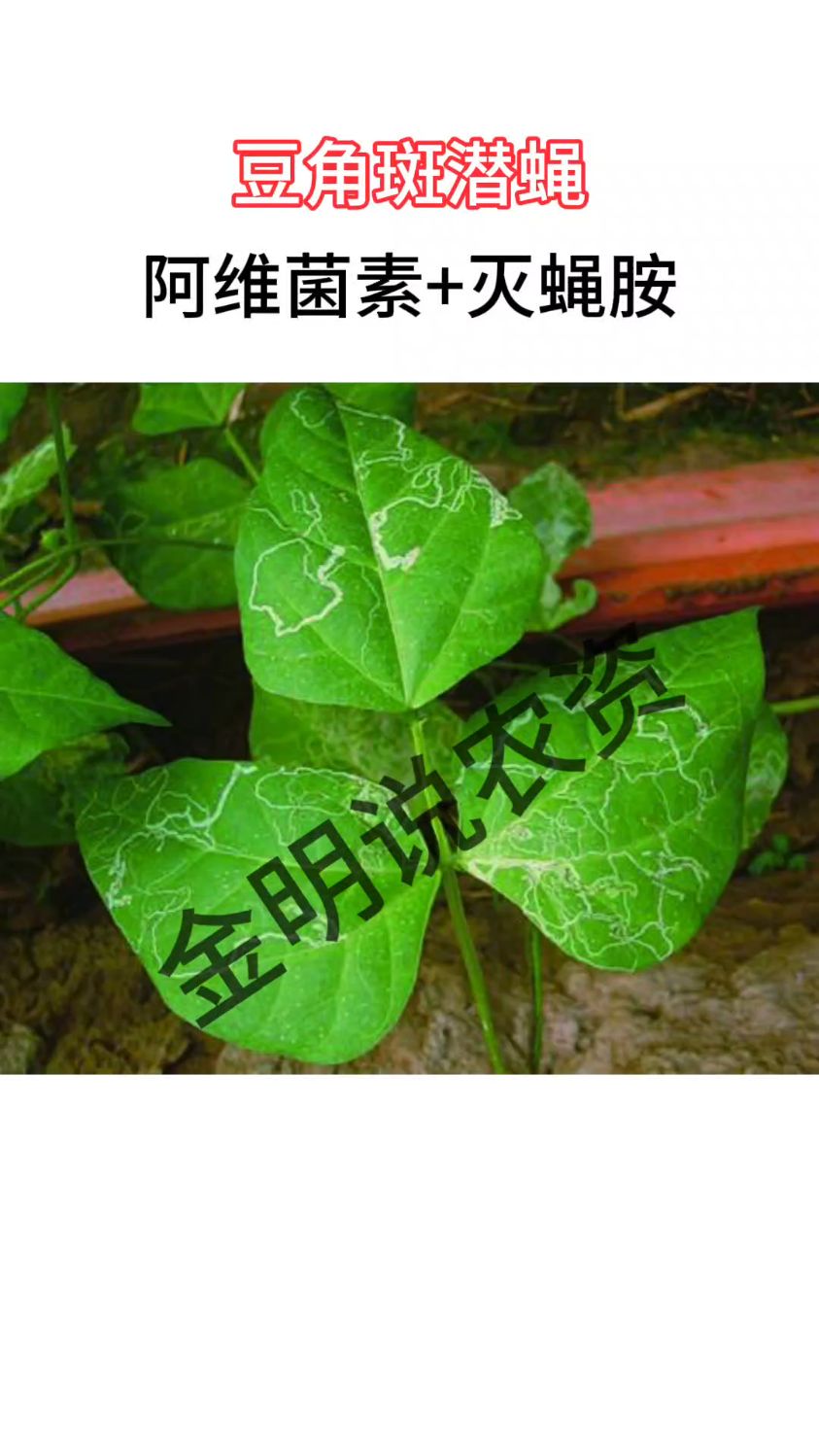 豆角常见病虫害防治方法及图谱,服务三农