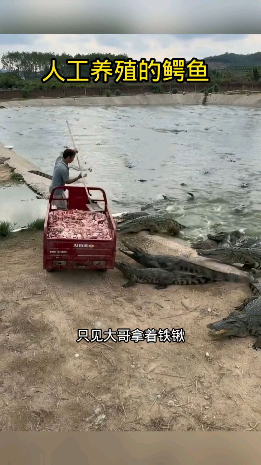 人工养殖的鳄鱼塘,真是头回见