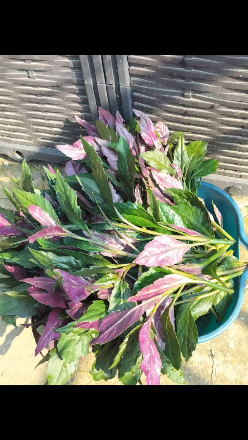 农村常见的野菜血皮菜,扦插即活,很少人种了,其实味道还可以
