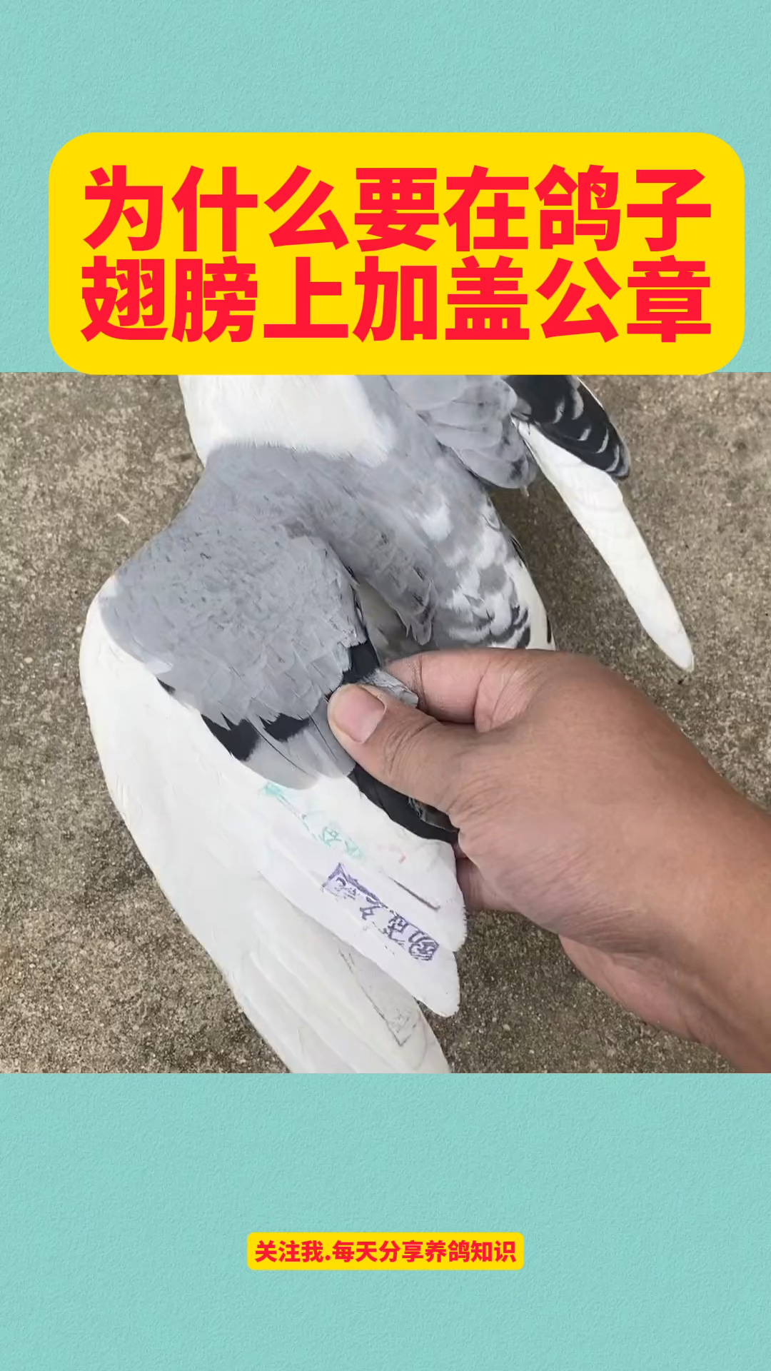 为什么要在鸽子翅膀上,加盖公章?