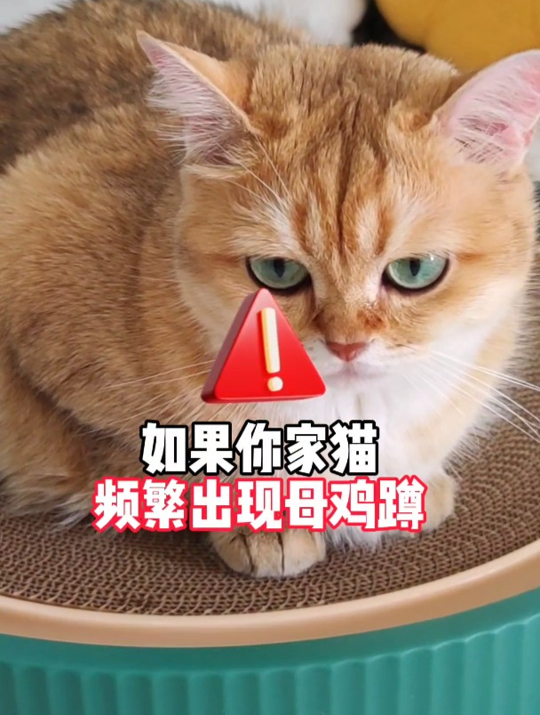 这个姿势叫母鸡蹲!如果你家猫频繁母鸡蹲还呕吐!一定看看肚子!