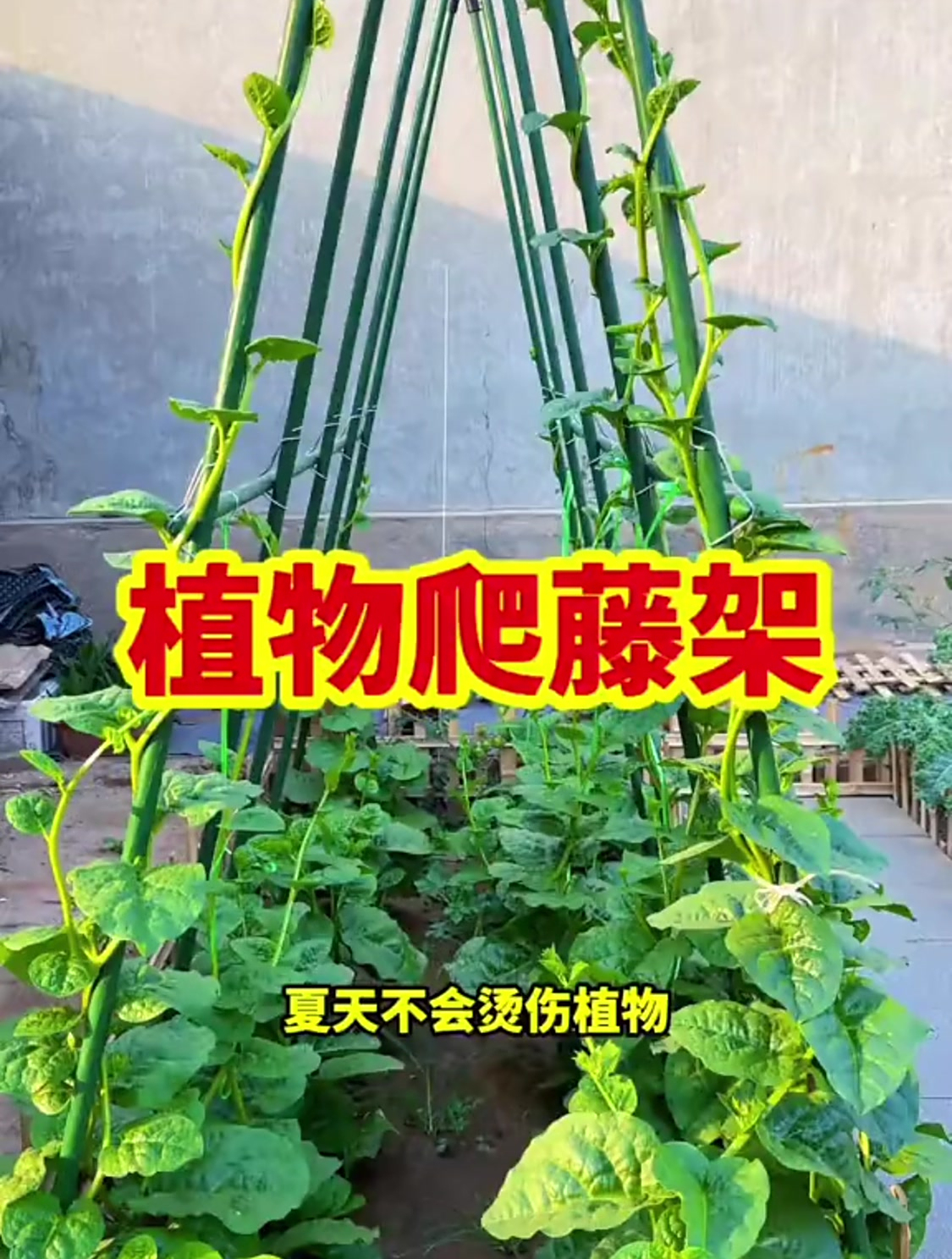 阳台小院种植爬藤支架,种菜黄瓜豆角啥的很方便,还可以反复使用