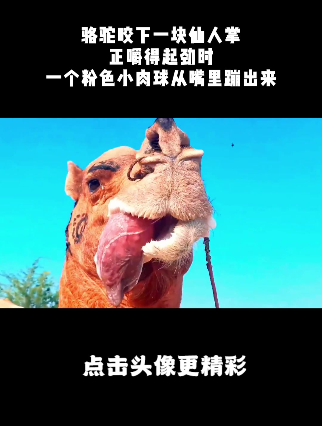 骆驼咬下一块仙人掌,正嚼得起劲时,一个粉色小肉球从嘴里蹦出来
