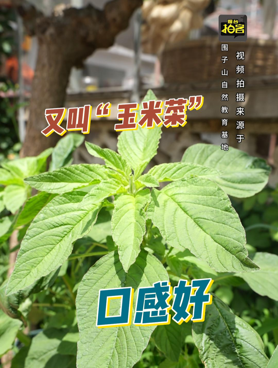 野苋菜又叫“玉米菜”,是夏天最好吃的野菜之一