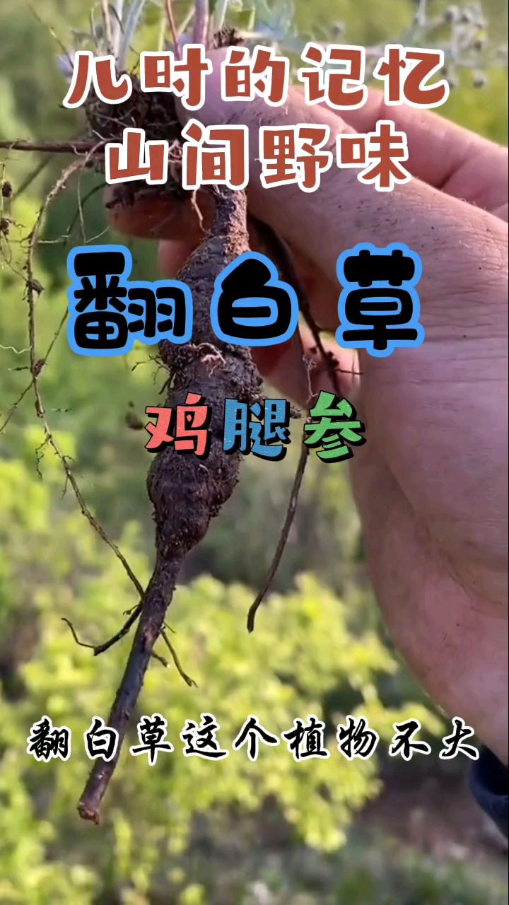 翻白草,又名鸡腿参,晒干保存每日泡茶佳品