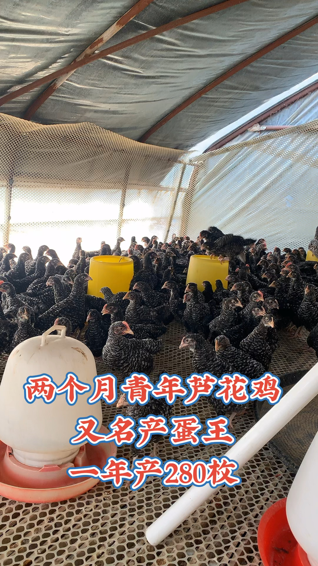 芦花鸡又名产蛋王,公鸡肉质鲜美,母鸡产蛋量高